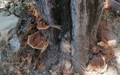 Un érable atteint par un ganoderme