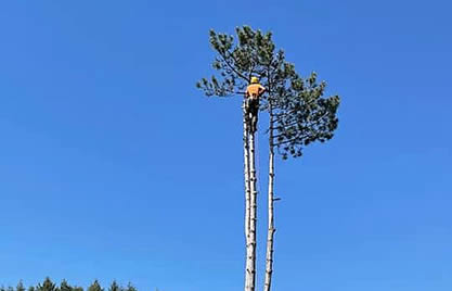Abattage par démontage d&rsquo;une dizaine de pins