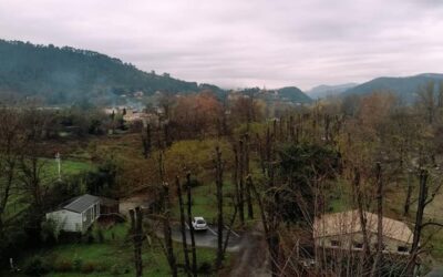 Taille de réduction sur pas loin de 150 acacias