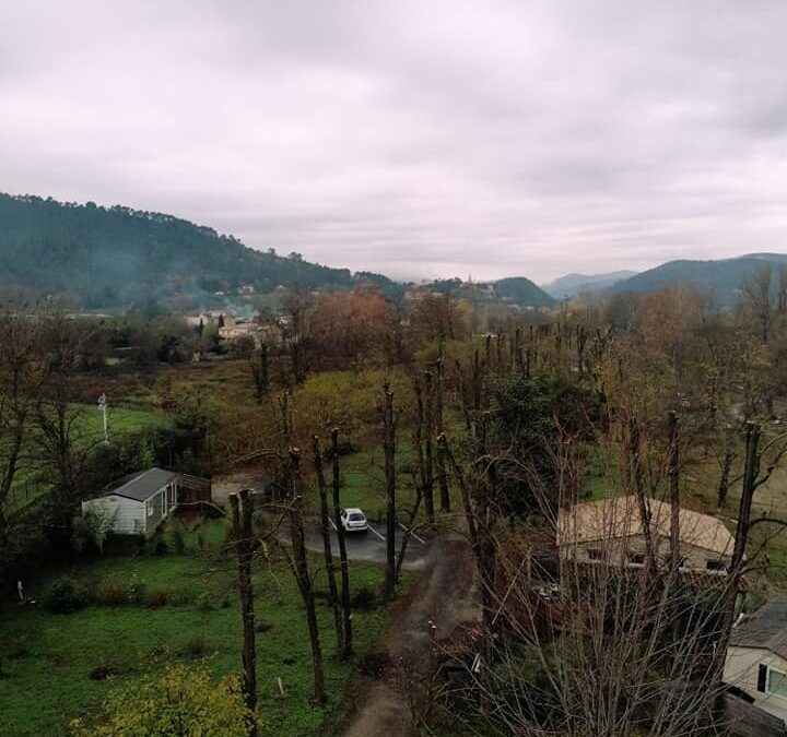 Taille de réduction sur pas loin de 150 acacias