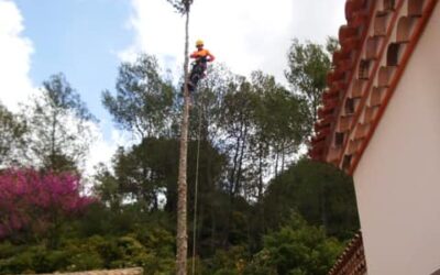 Abattage par démontage d&rsquo;un cyprès de Leyland