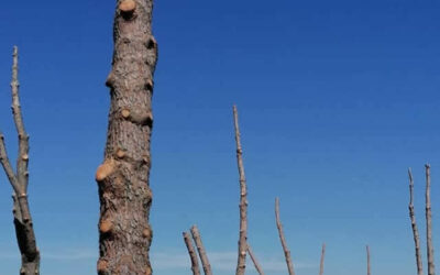 Chantier de démontage de pins