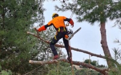Abattage par démontage d&rsquo;un pin maritime