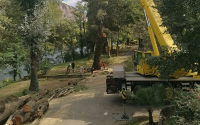 Abattage d&rsquo;envergure