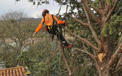 Mise en sécurité d&rsquo;un arbre fragilisé