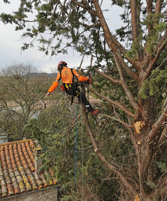 Mise en sécurité d&rsquo;un arbre fragilisé