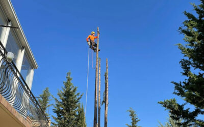 Nettoyage d&rsquo;un cèdre et d&rsquo;un cyprès