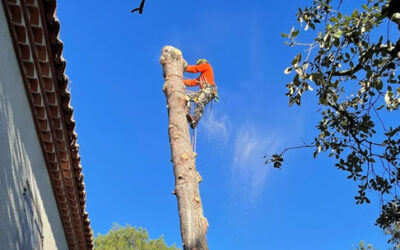 Abattage par démontage en surplomb de toiture
