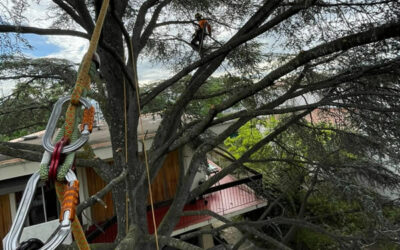 Taille de prévention des risques